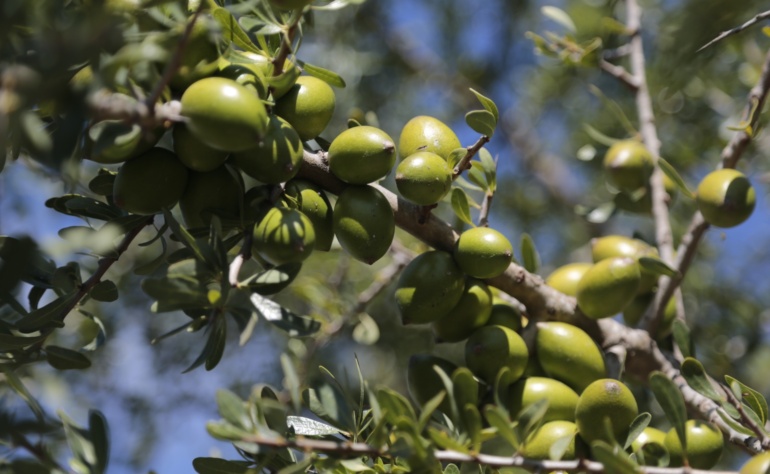 L’Argania Spinosa