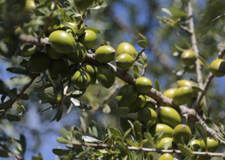 L’Argania Spinosa