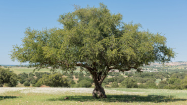 Zoubida Charrouf, la “madre” dell’olio di argan