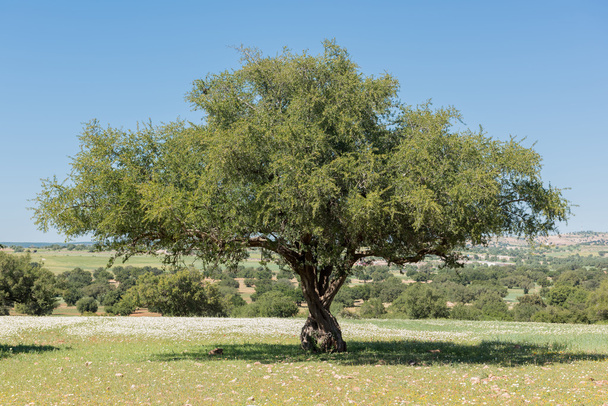 Zoubida Charrouf, la “madre” dell’olio di argan