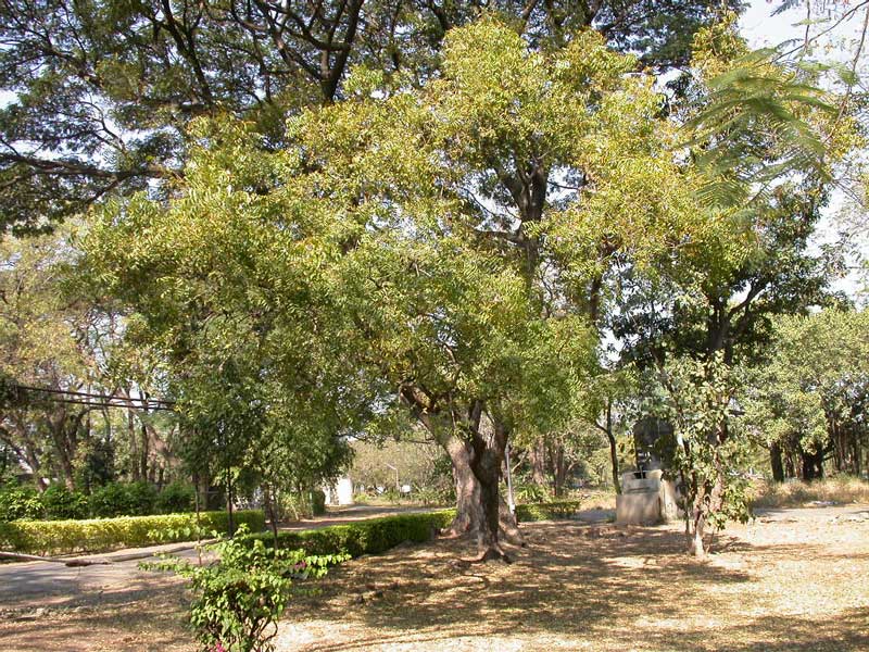 L'azadiracht aIndica: l'albero dal quale si ricava l'olio di neem