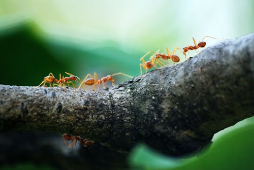 Problemi col le formiche? Ci pensa l’olio di neem!