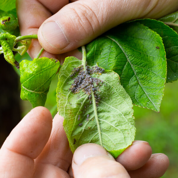 Parassiti e problemi delle piante ai quali si può rimediare con l'olio di neem